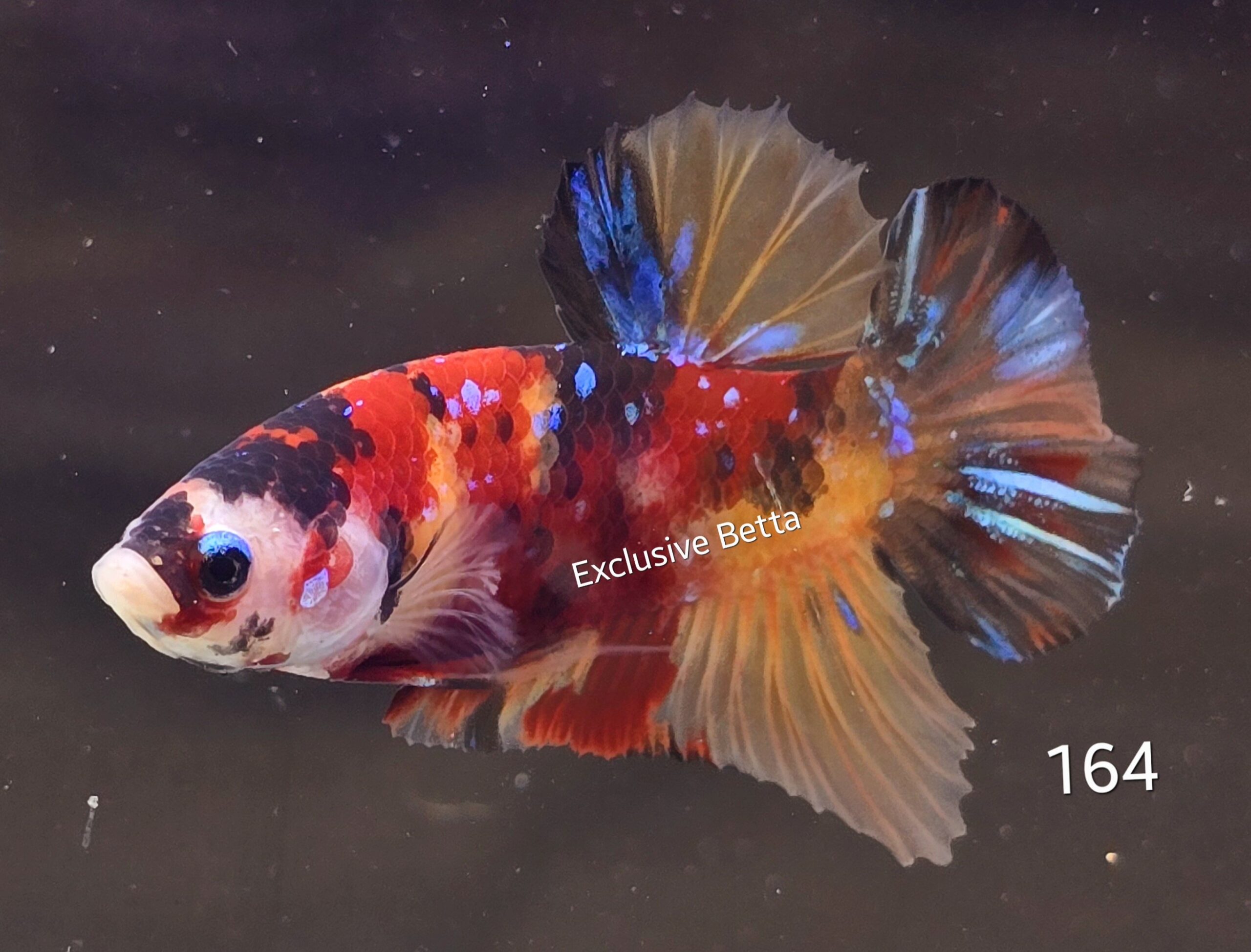 2025/01/1000717697-scaled.jpg Plakat Candy (M) - Image 1