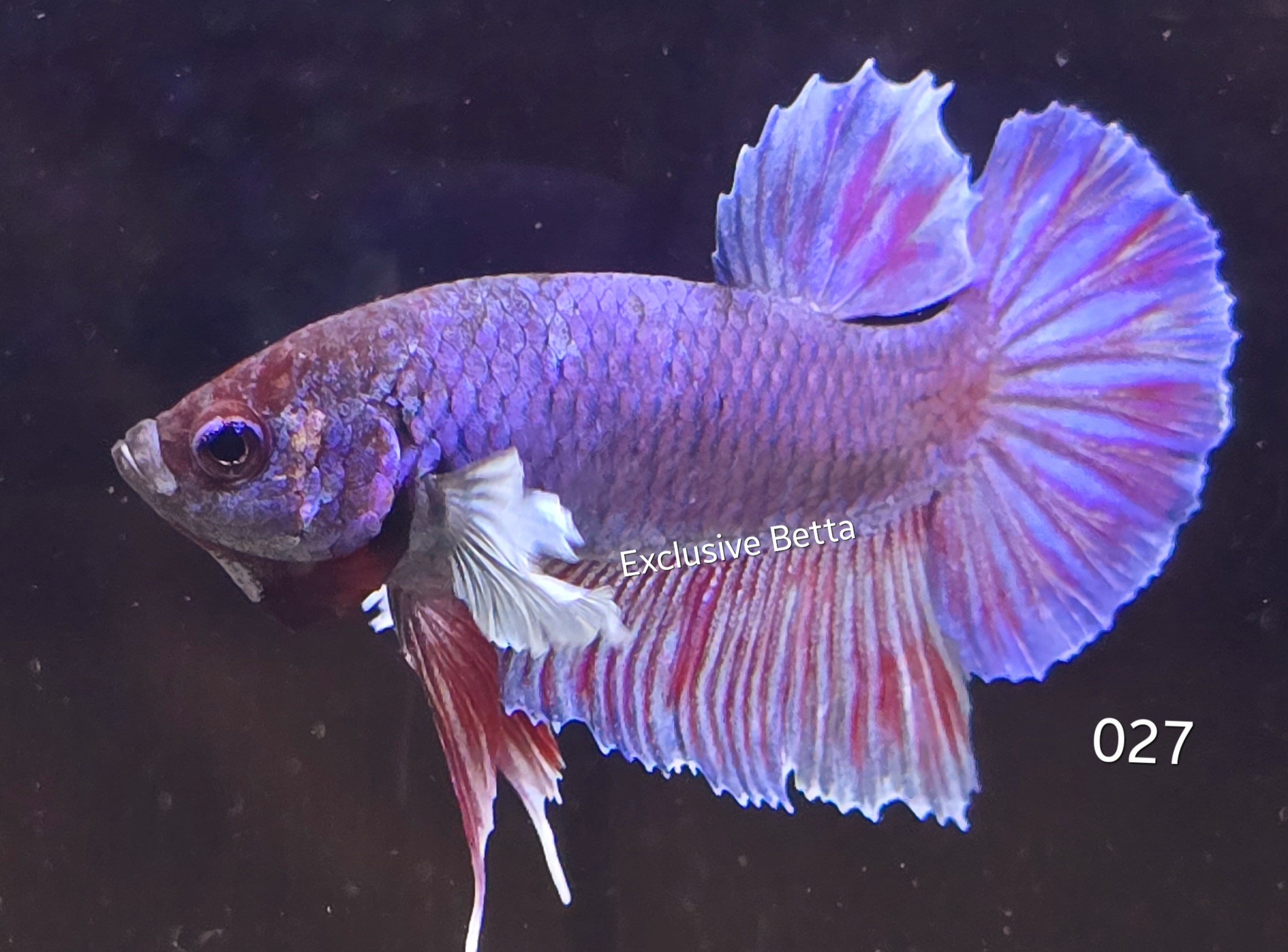 2025/01/1000806855.jpg Plakat Dumbo (M) - Image 1