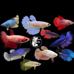 Assorted Females X 5