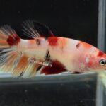 Halfmoon Nemo (F)