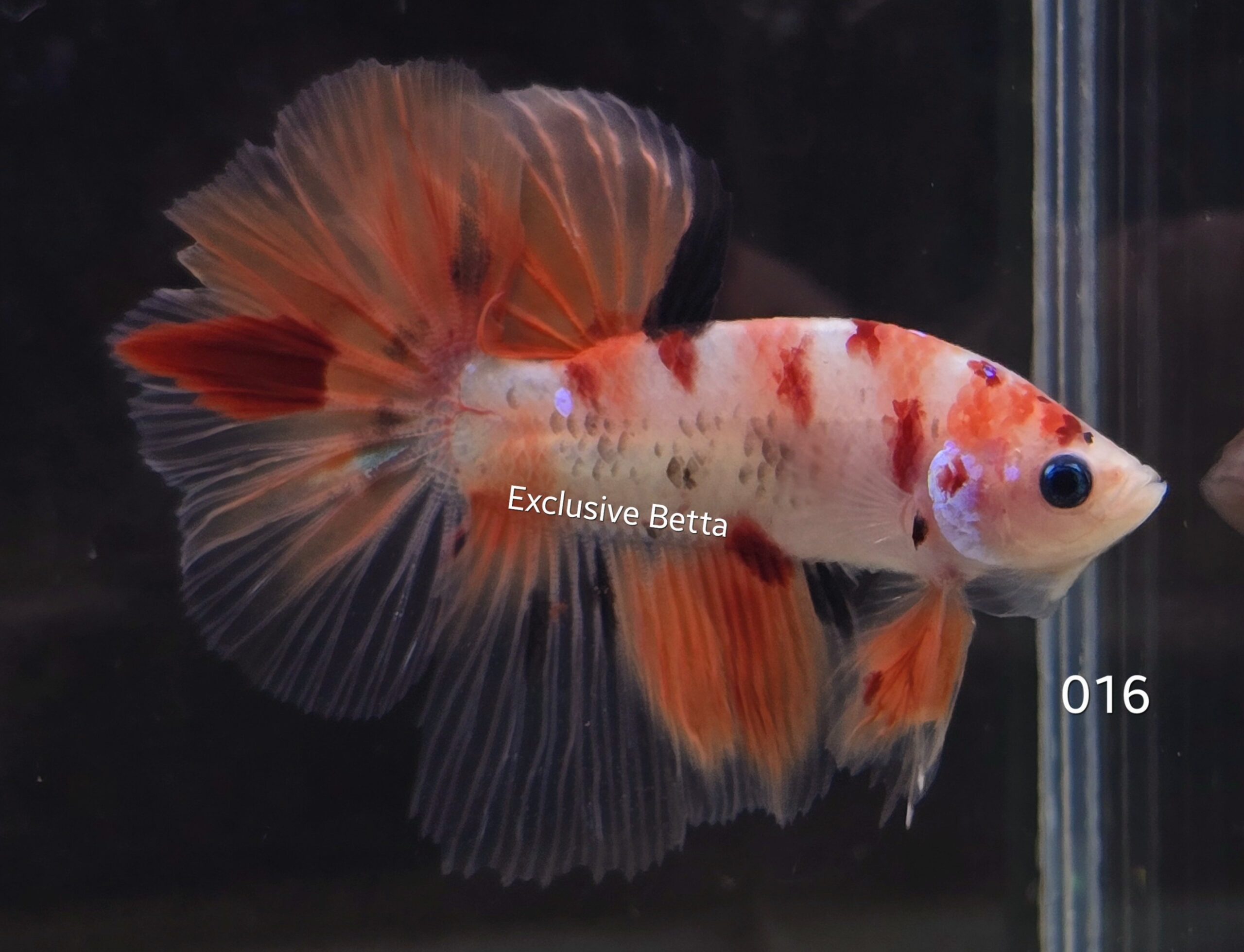 2025/02/1000728187-scaled.jpg Halfmoon Nemo (M) - Image 1