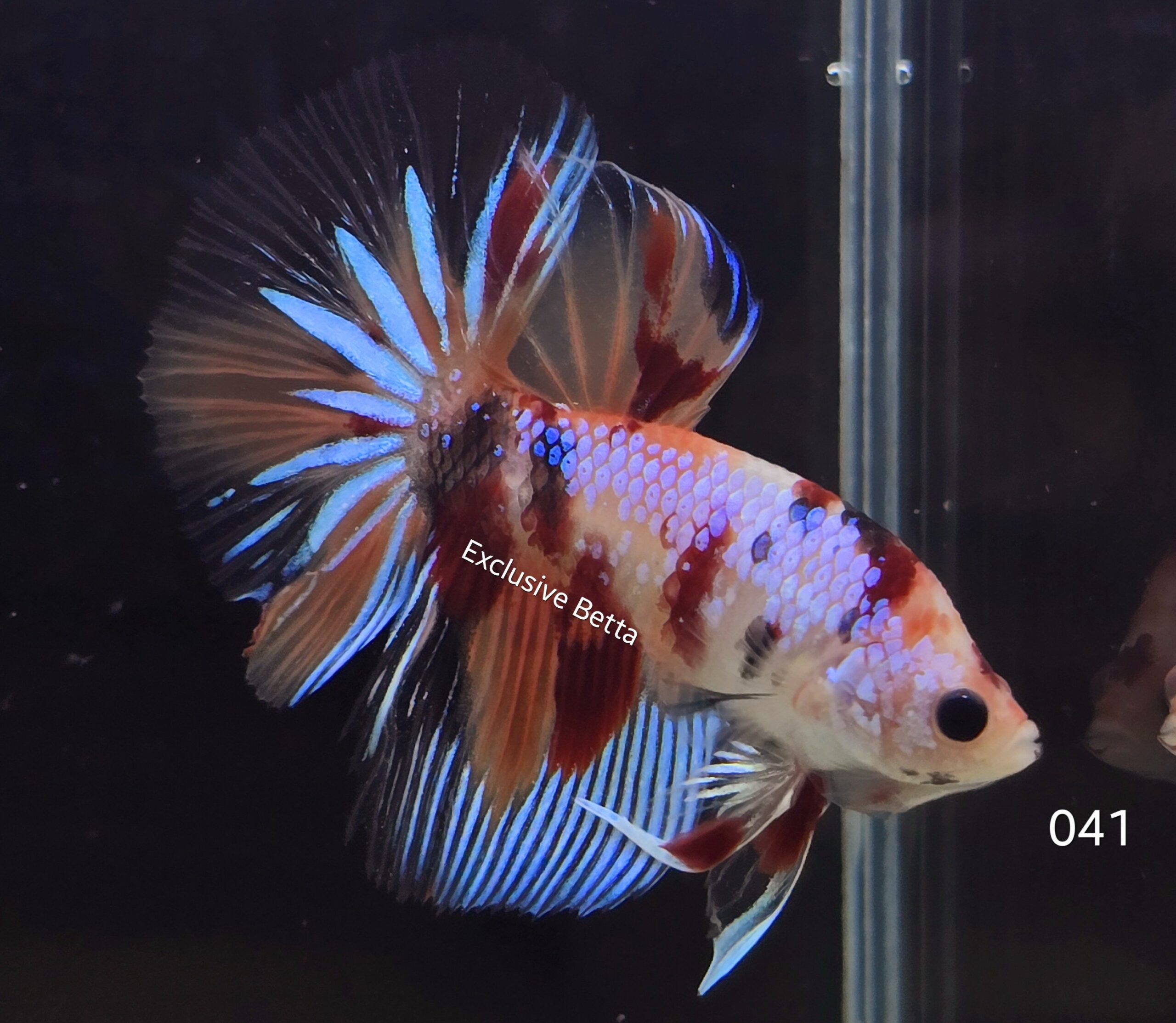 2025/02/1000728197-scaled.jpg Halfmoon Candy (M) - Image 1