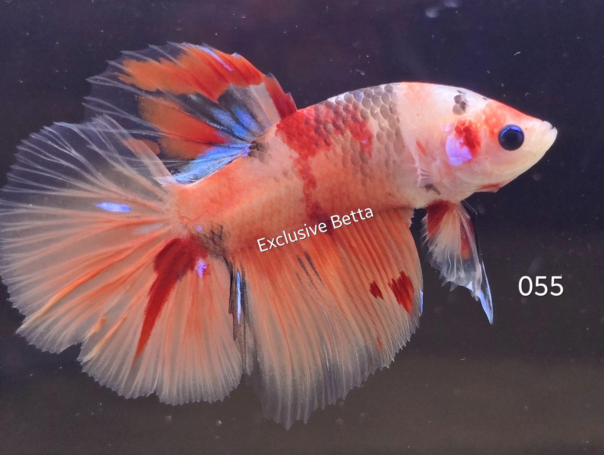 2025/02/1000728325-scaled.jpg Halfmoon Candy (M) - Image 1