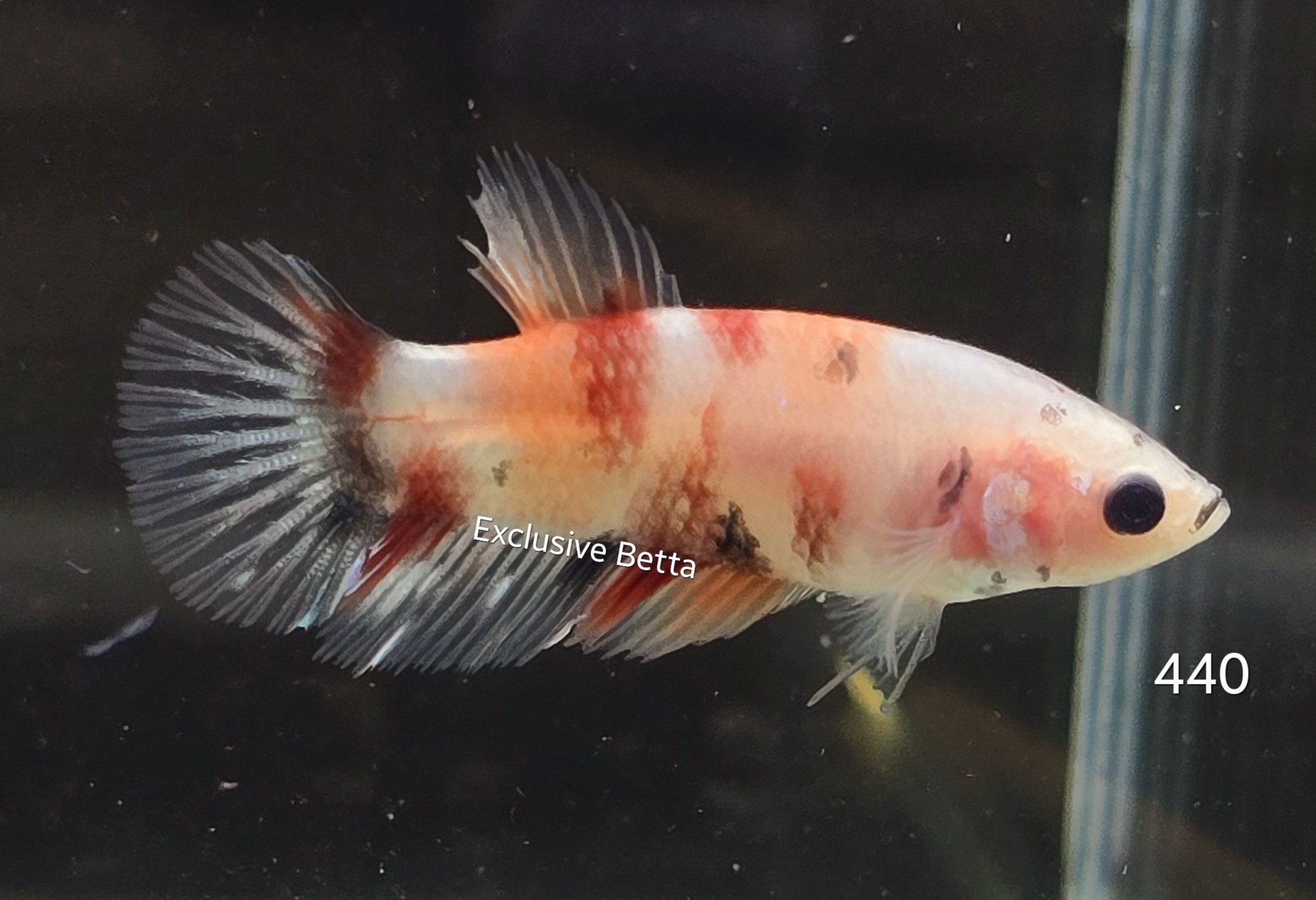 2025/02/1000728721.jpg Plakat Nemo (F) - Image 1