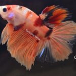 Halfmoon Nemo (M)