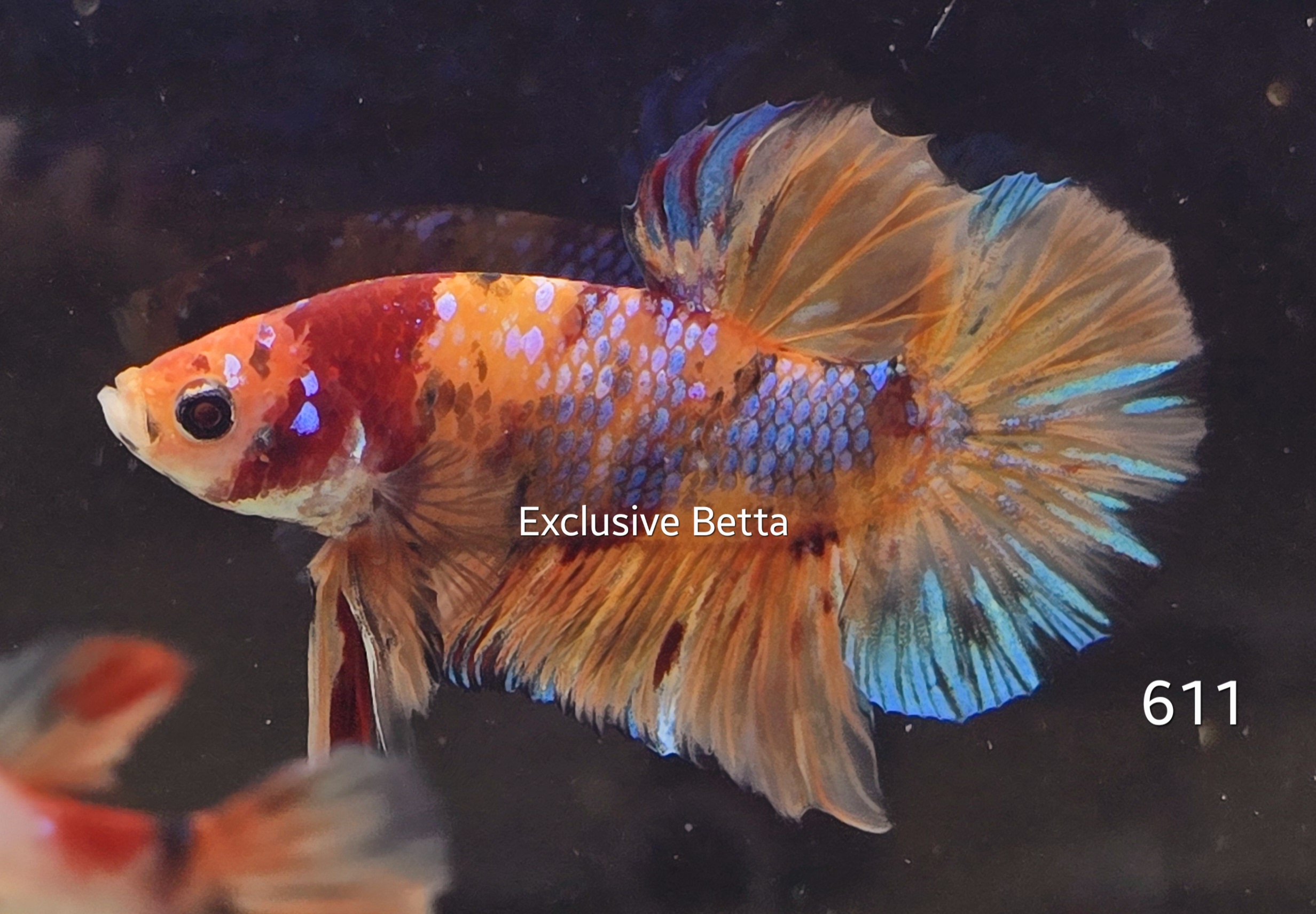 2025/02/1000729060.jpg Plakat Candy (M) - Image 1