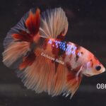 Halfmoon Nemo (M)