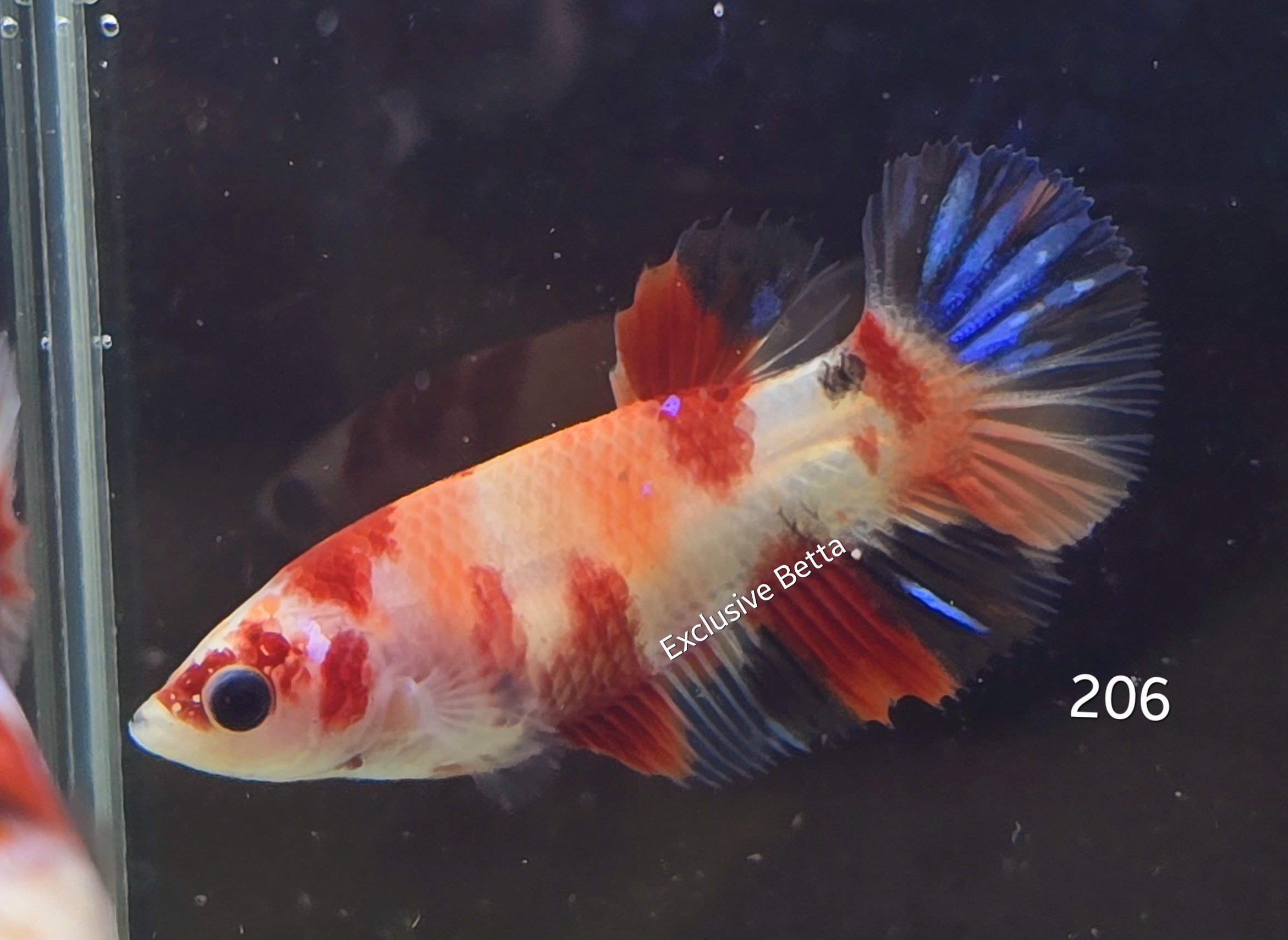 2025/02/1000729295.jpg Plakat Candy (F) - Image 1