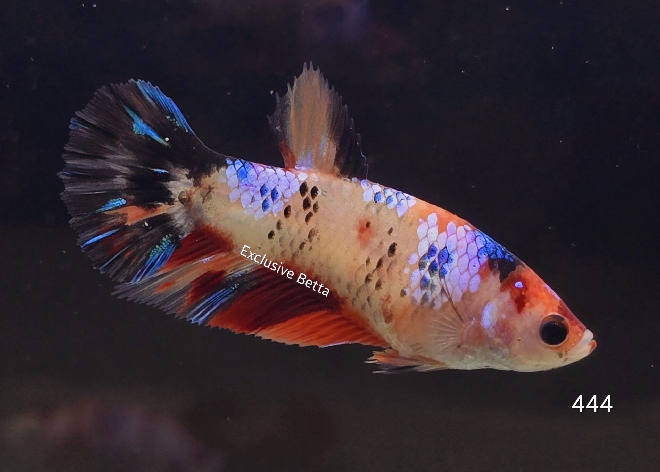 2025/02/1000739694-scaled.jpg Plakat Candy (F) - Image 1