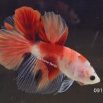 Halfmoon Nemo (M)