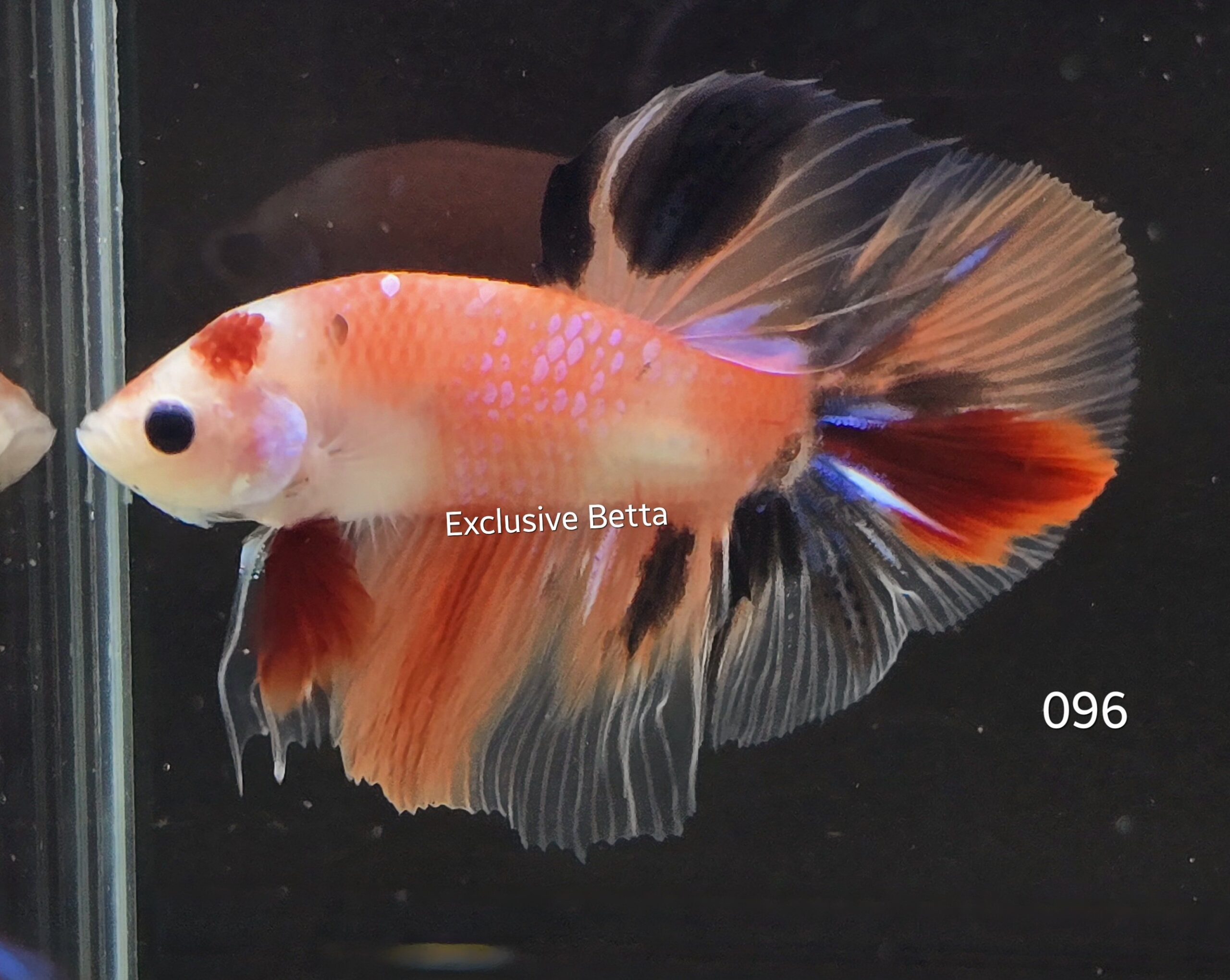 2025/02/1000739902-scaled.jpg Halfmoon Nemo (M) - Image 1