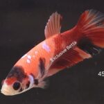 Plakat Nemo (F)