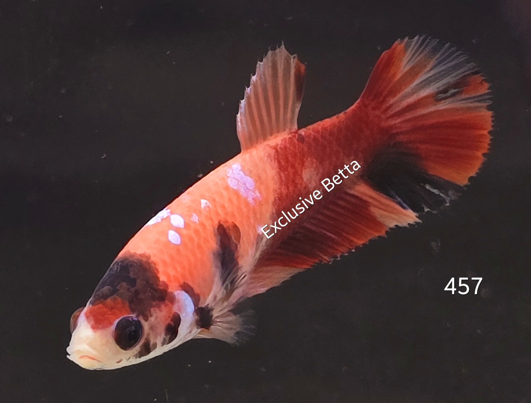 2025/02/1000739975.jpg Plakat Nemo (F) - Image 1