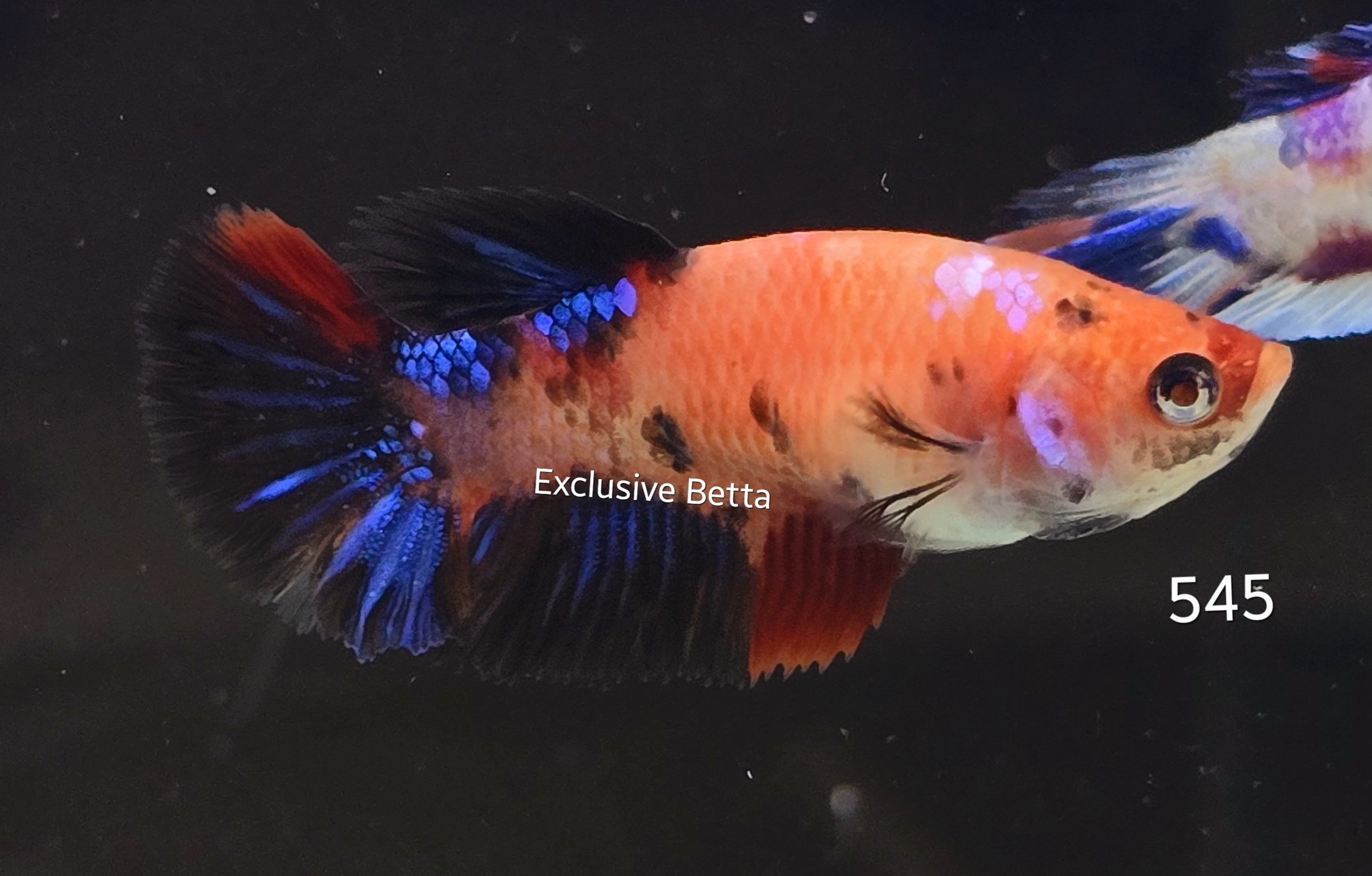 2025/02/1000740155.jpg Plakat Candy (F) - Image 1