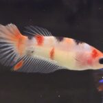 Halfmoon Nemo (F]