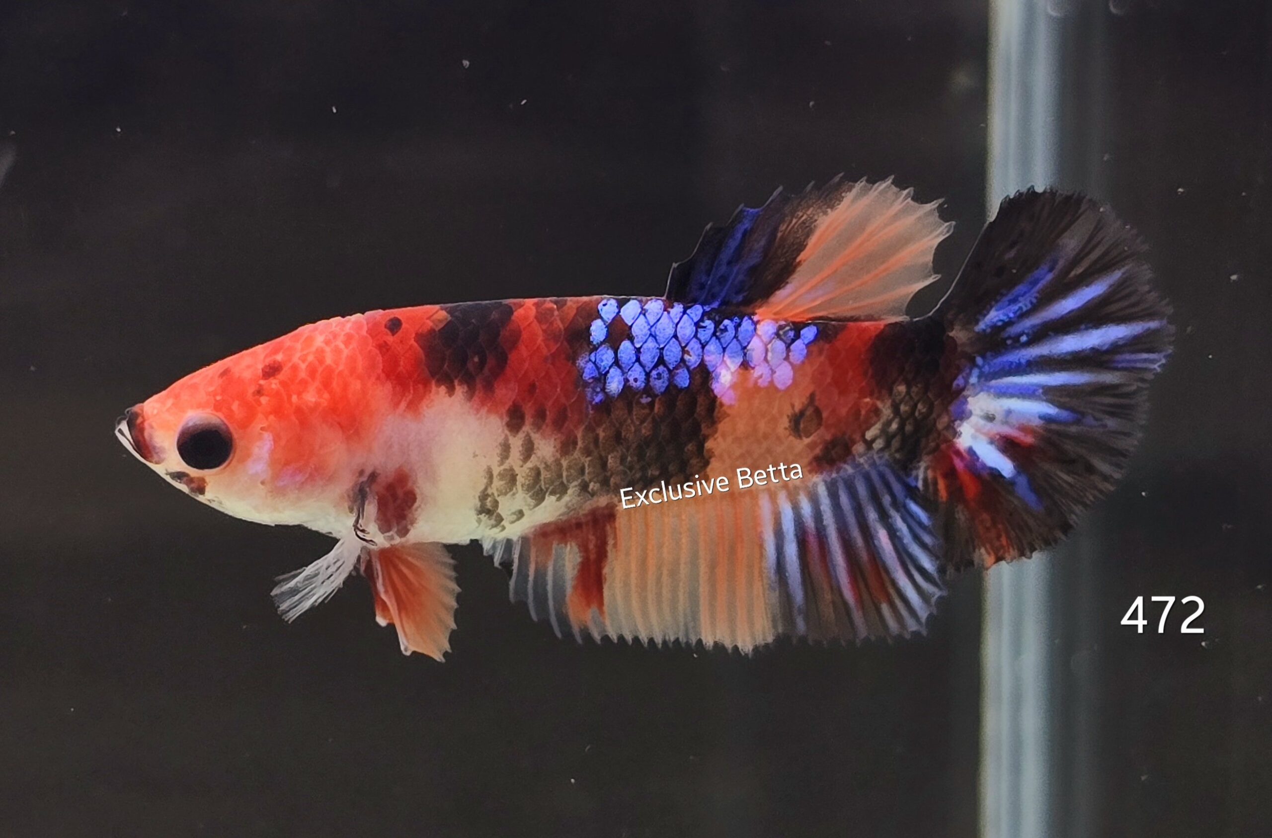 2025/02/1000740448-scaled.jpg Plakat Candy (F) - Image 1