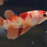 Halfmoon Nemo (F)