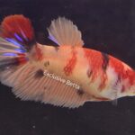 Halfmoon Nemo (F)