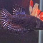 Crowntail Black Orchid (F)