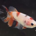 Halfmoon Nemo (F)