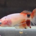 Halfmoon Nemo (F)