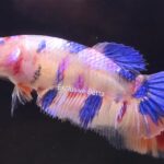 Plakat Multicolour (F)