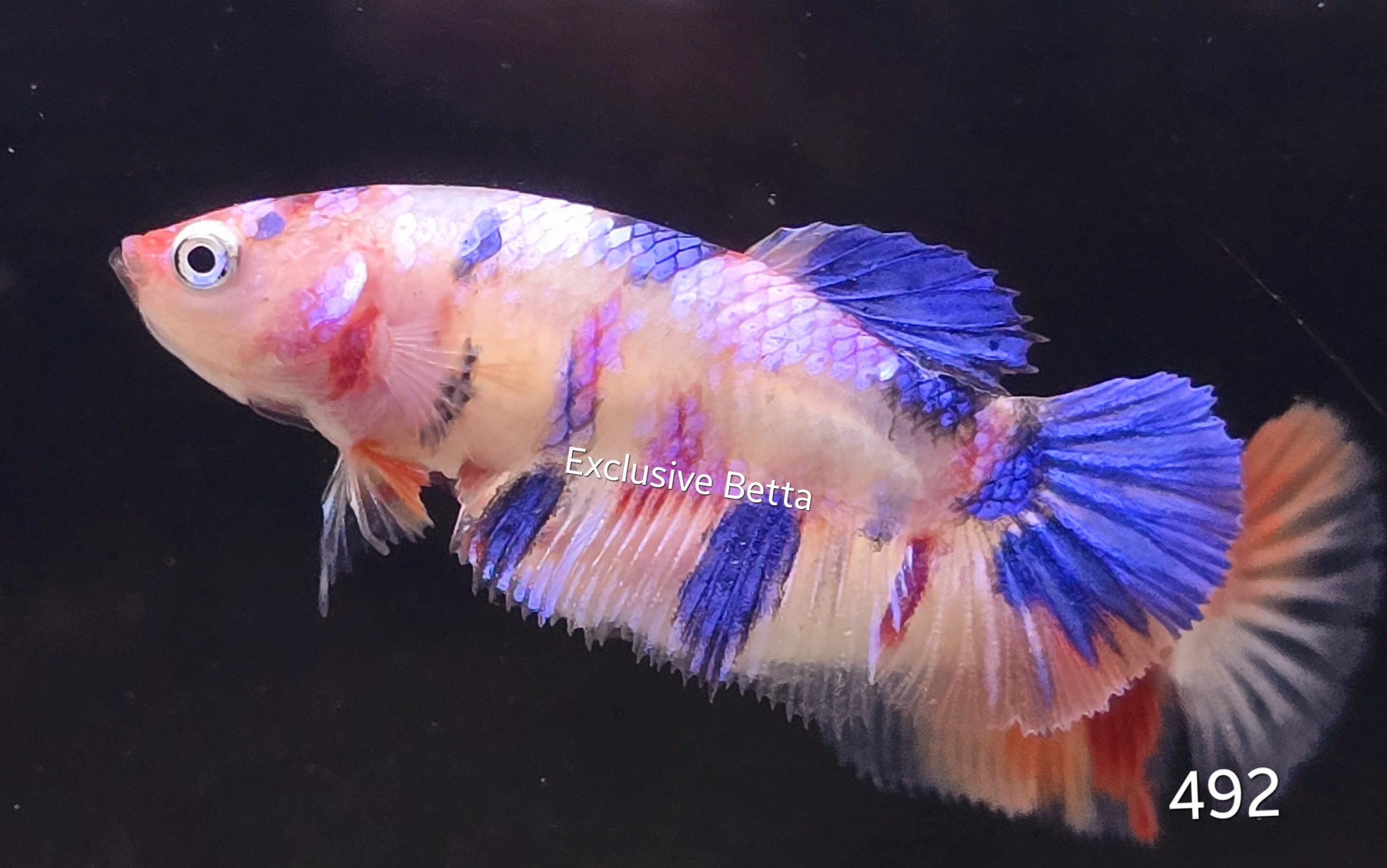 2025/02/1000744847.jpg Plakat Multicolour (F) - Image 1