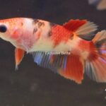 Halfmoon Nemo (F)