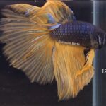 Halfmoon Mustard Gas (M)