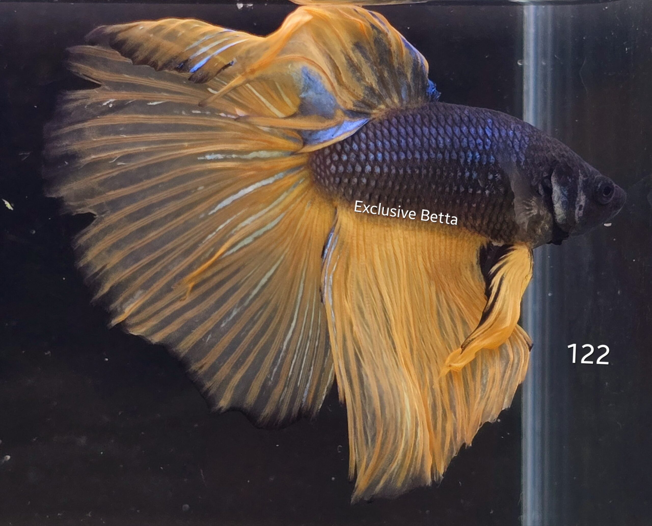 2025/02/1000744998-scaled.jpg Halfmoon Mustard Gas (M) - Image 1