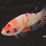 Plakat Nemo (F)