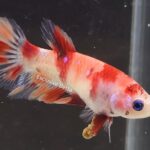 Halfmoon Nemo (F)