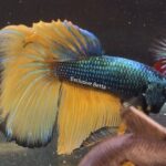 Halfmoon Mustard Gas (M)