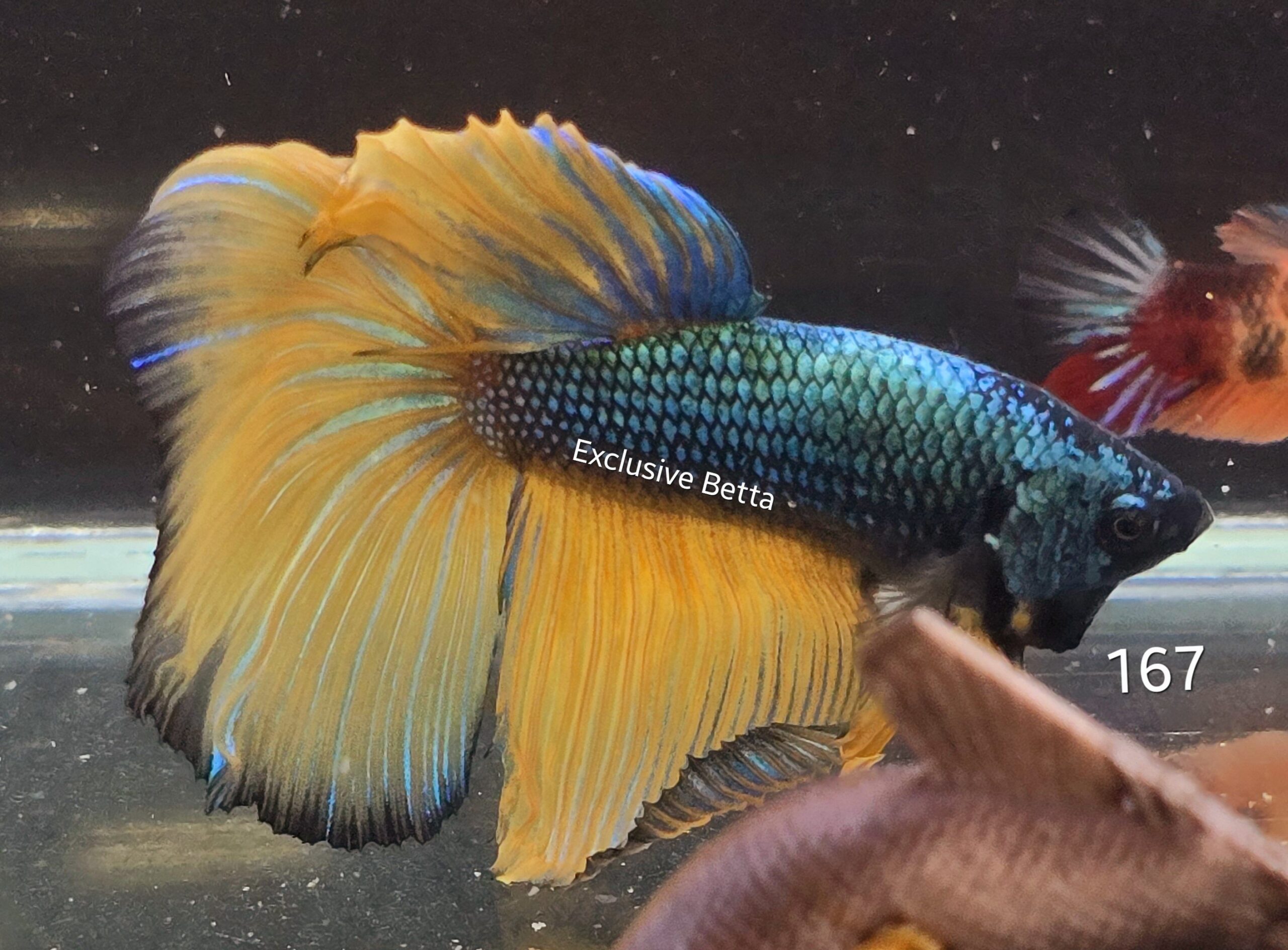 2025/02/1000745054-scaled.jpg Halfmoon Mustard Gas (M) - Image 1