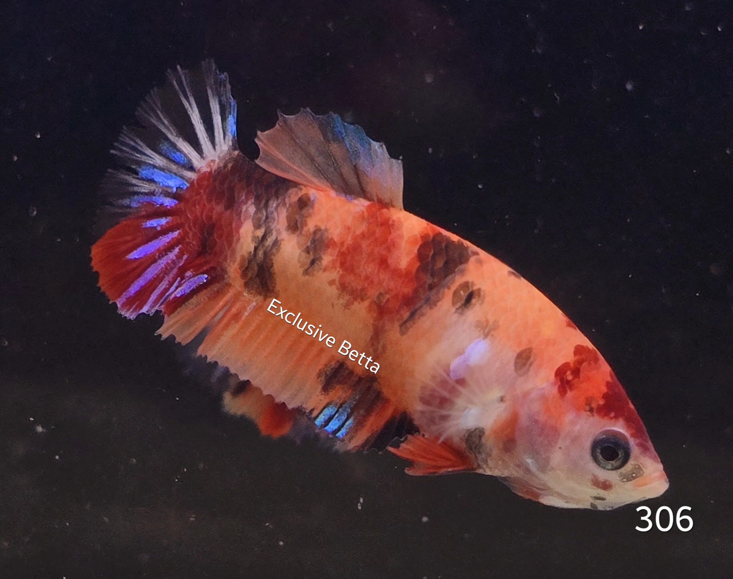 2025/02/1000745089-scaled.jpg Plakat Candy (F) - Image 1