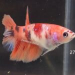 Halfmoon Nemo (F)