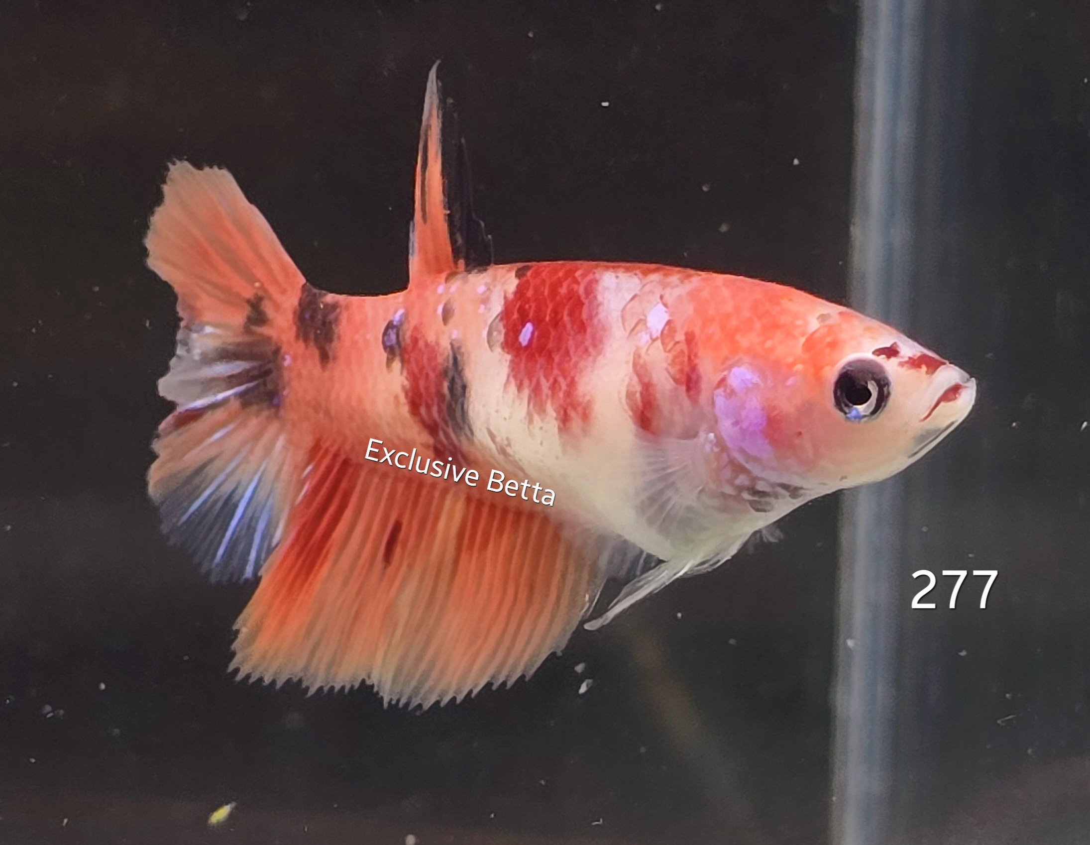 2025/02/1000745111.jpg Halfmoon Nemo (F) - Image 1