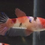 Plakat Nemo (F)