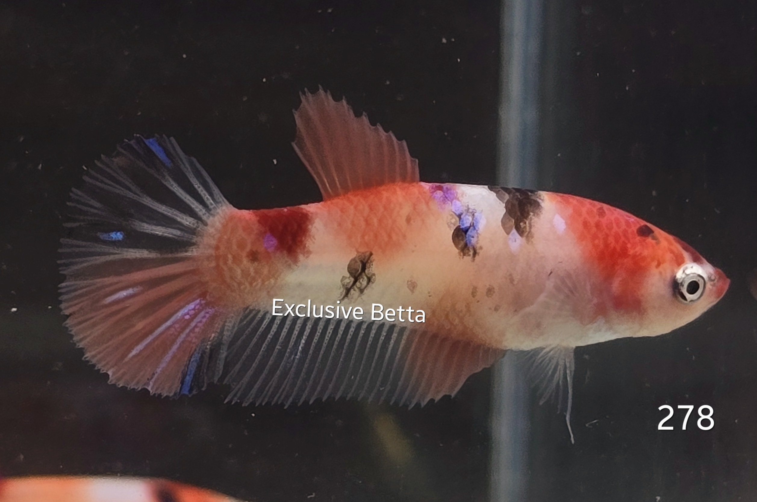 2025/02/1000745143.jpg Plakat Nemo (F) - Image 1