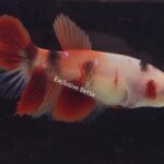 Halfmoon Nemo (F)