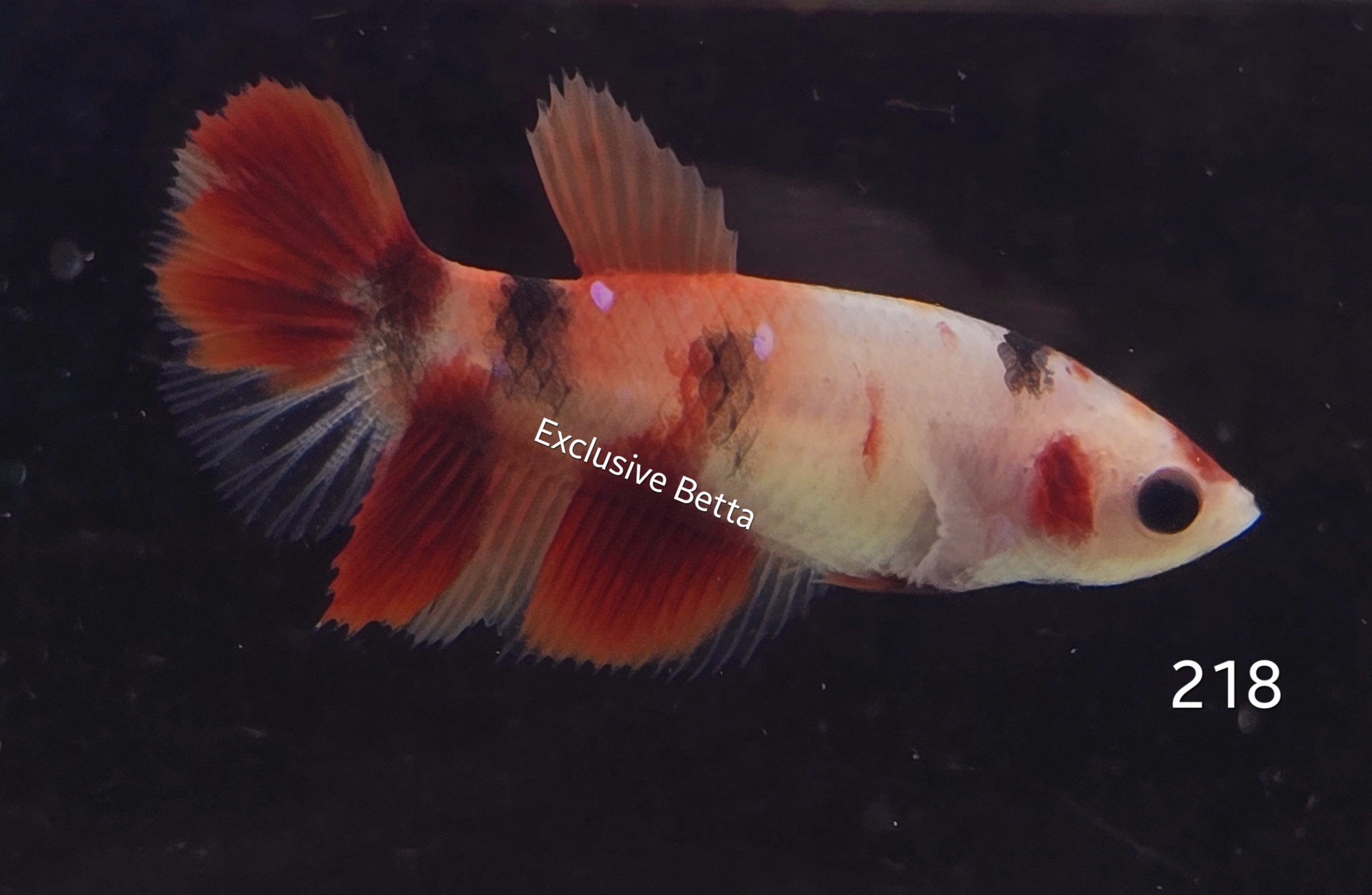 2025/02/1000745210.jpg Halfmoon Nemo (F) - Image 1