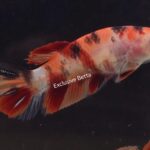 Halfmoon Nemo (F)