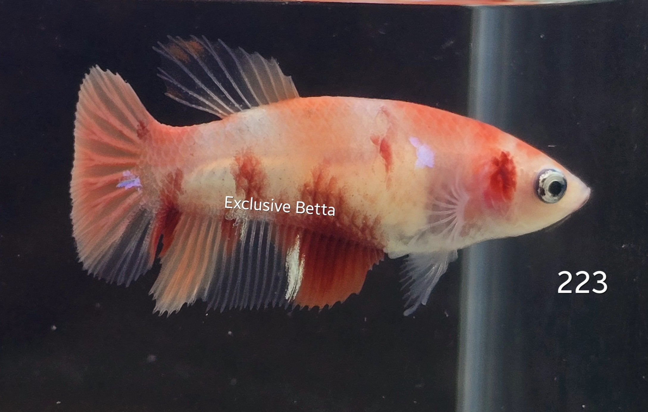 2025/02/1000745298.jpg Halfmoon Nemo (F) - Image 1