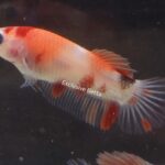 Plakat Nemo (F)