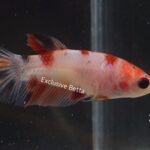 Halfmoon Nemo (F)