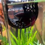 Betta Floating Cave - Image 2