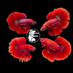 Assorted Red Halfmoon (M)