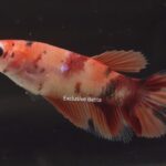 Halfmoon Nemo (F)