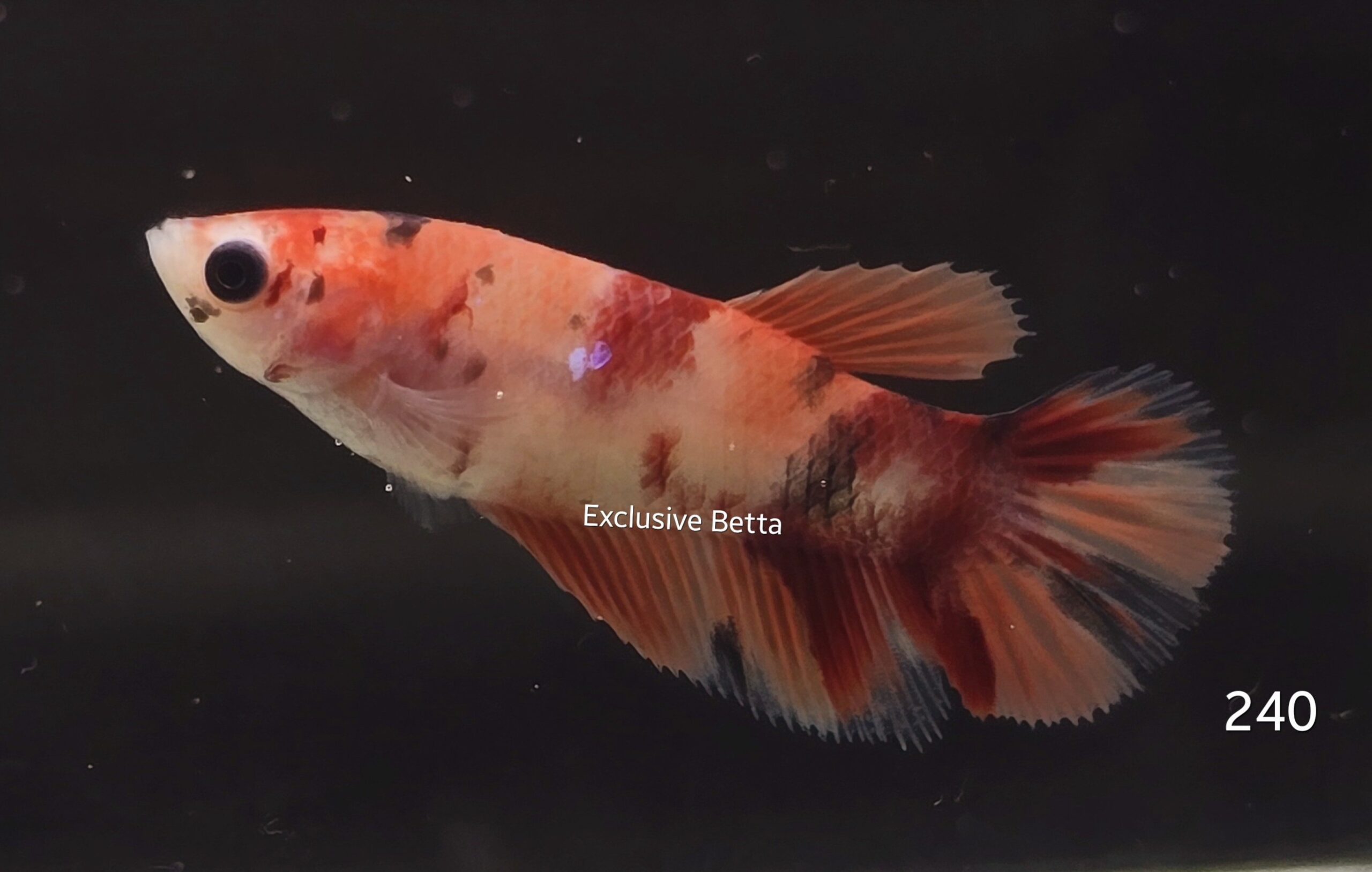 2025/02/1000760505-scaled.jpg Halfmoon Nemo (F) - Image 1