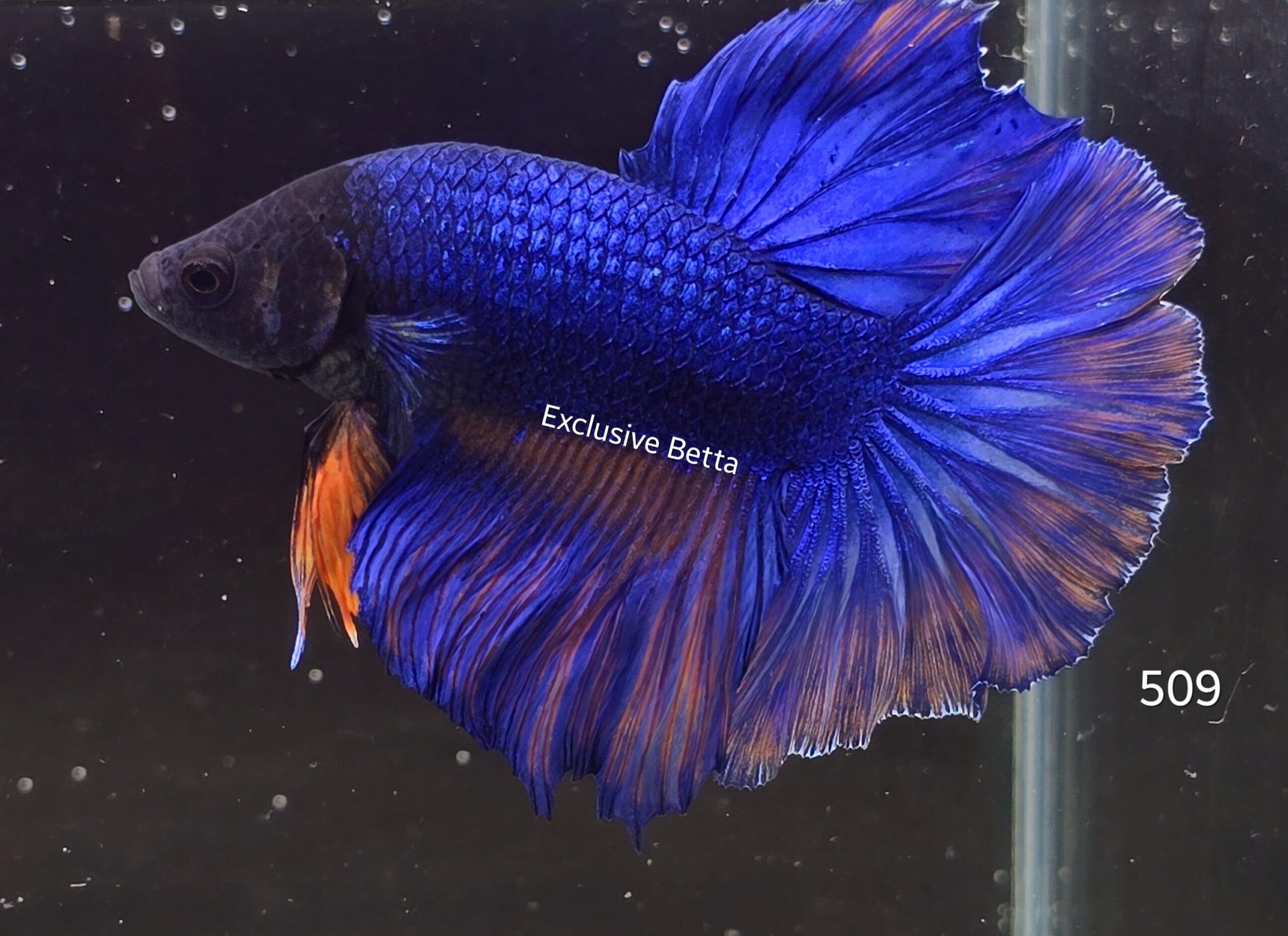 2025/02/1000760566-scaled.jpg Halfmoon Fancy (M) - Image 1